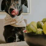 Adorable dog in a scarf licking lips near a bowl of green fruits and vegetables.