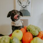A black dog with a bandana playfully licking lips beside fresh vegetables indoors.