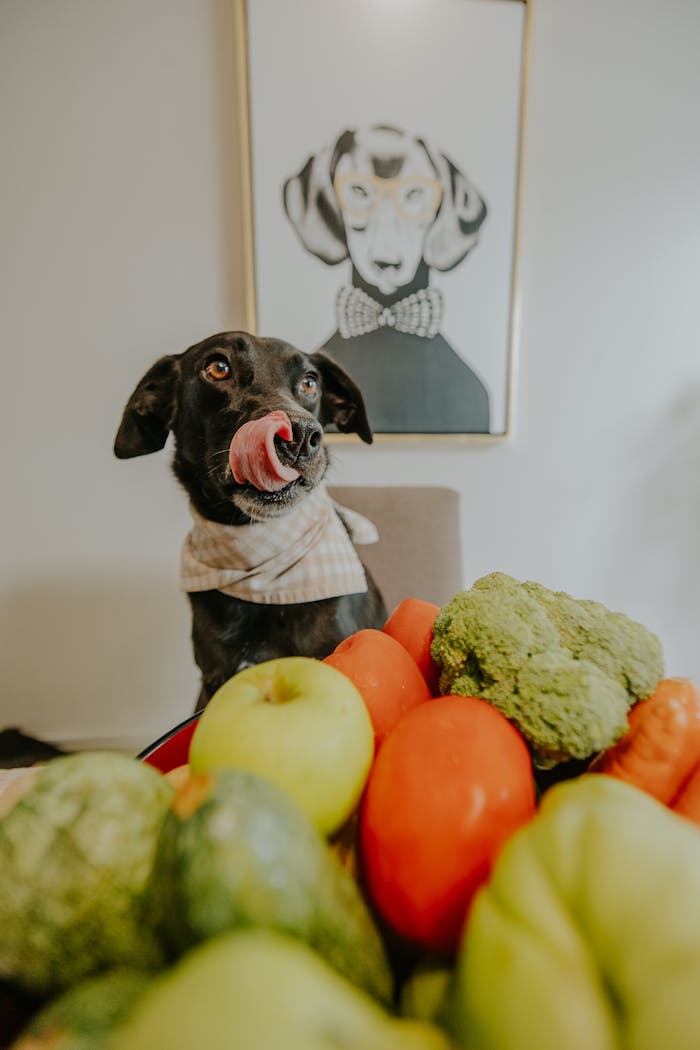 A black dog with a bandana playfully licking lips beside fresh vegetables indoors.