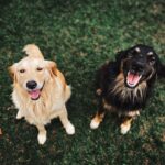 Two happy dogs looking up, smiling, sitting on a green grass field in an outdoor setting.